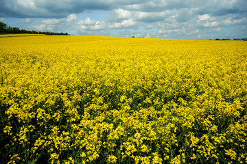 Fototapeta premium field of rapeseed