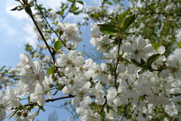 Blooming branches of cherry tree against blue sky in pril