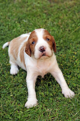 aufmerksam blickender hundewelpe auf dem rasen