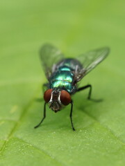 Lucilia sericata. Detail velké zelené mouchy.