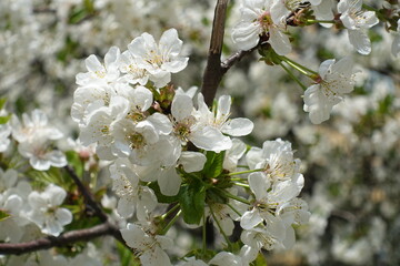 Bunch of white flowers of blossoming cherry tree in April