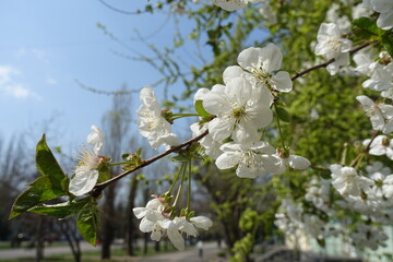 Closeup of cherry blossom against blue sky in April