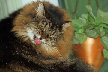 Main Coon