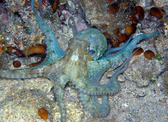 Common octopus in Adriatic sea, Croatia  © bayazed