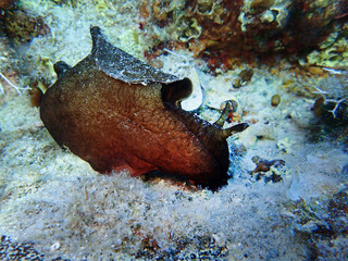 Depilatory sea hare in Adriatic sea, Croatia  © bayazed