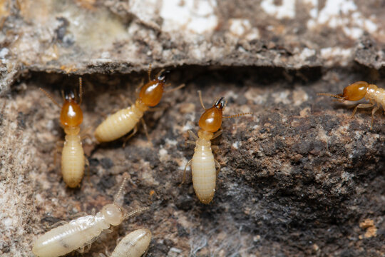 Termites inside the termite bait box. The picture conveys how to get rid of termites in the house.
