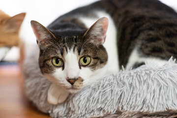 見つめる猫　キジトラ猫