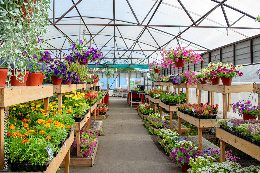 Wall mural Blooming flowers in pots and on shelves in the garden center