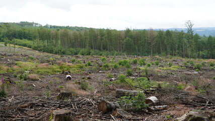 dead forest, destroyed from bark beetle, westerwald. Germany, Forest dieback as a result of climate...