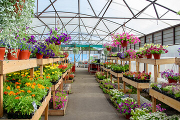Blooming flowers in pots and on shelves in the garden center