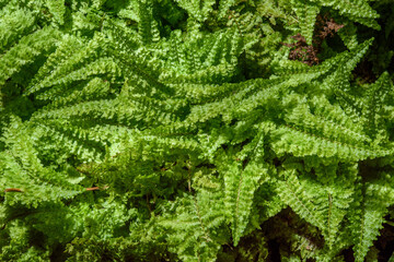 fern leaves on black background