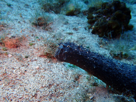 Sea cucumber in Adriatic sea, Croatia