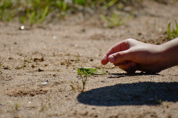Children's hands catch the blacksmith. Large green grasshopper on the sand. 