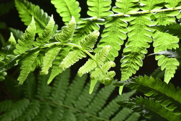 fern leaves on black background