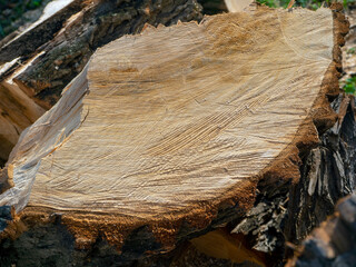 A large log is cut up. Close-up. The texture of the sawn wood. Natural wood background. - obrazy, fototapety, plakaty