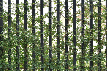 Fototapeta premium leaf ivy background with steel frame