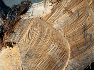 On the sawn-off surface of the tree, you can see arcuate traces directed diagonally. Lumber closeup texture. Natural abstract background with wood texture. - obrazy, fototapety, plakaty
