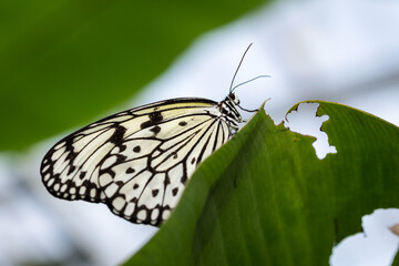 Close-Up of Paper Kite Butterfly Sitting on a Leaf.