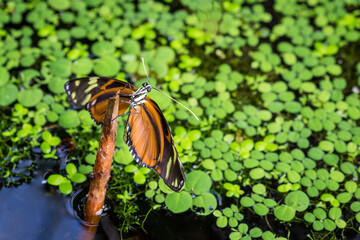 Close-Up of Golden Longwing (Heliconius Hecale) Butterfly Sitting on a Branch above a Lake.