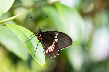 Close-Up of Pink-Checked Cattleheart Butterfly Sitting on a Leaf.