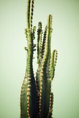 Cactus close up