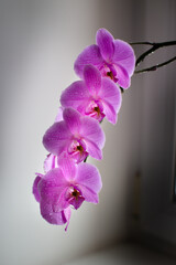 A branch of an orchid with many flowers