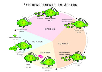 Parthenogenesis reproduction in aphid 