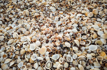 Beautiful seashell beach at sunset by the sea