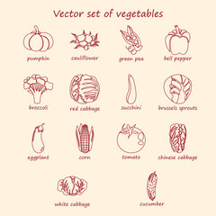 Vector set of vegetable. Collection of line icons  pumpkin, cauliflower, green pea, bell pepper, broccoli, cabbage, zucchini, Brussels sprout, eggplant, corn, tomato, Chinese cabbage, cucumber.