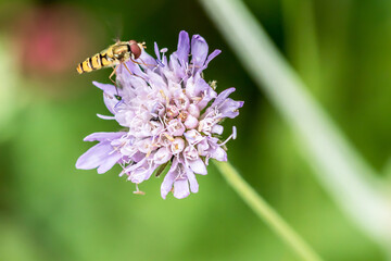 bee on flower