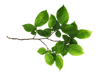 Branch of fresh green elm-tree leaves isolated