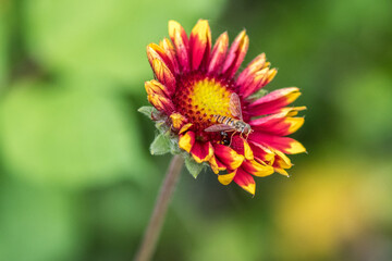 bee on flower