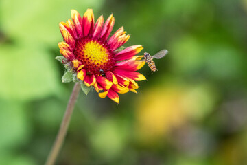 bee on a flower
