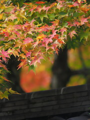 赤くなった紅葉
