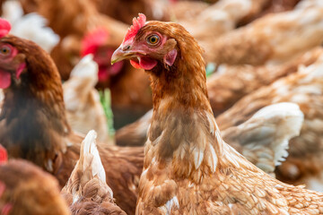 chicken in free range outdoor