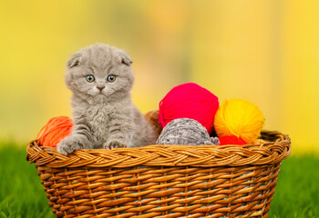 Fototapeta na wymiar Light fold kitten lying in a basket with balls of colored wool