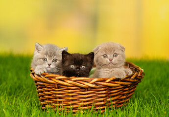 Fototapeta na wymiar Fluffy kittens sitting in a wicker basket on a green lawn