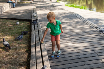 Back view of little boy feeding pigeons with bread crumb in summer day in park