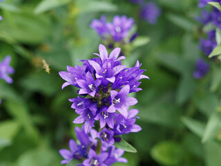 Campanules agglomérées | Campanules à fleurs agglomérées | Campanules à bouquets | Gantelines | Campanula glomerata | Campanula aggregata. Fleurs à corolle en clochette bleu à violet, étamines blanche