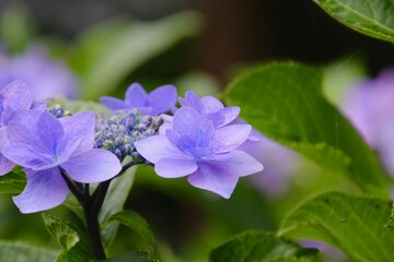 Obraz premium アジサイ・高林寺（福島県・二本松市）