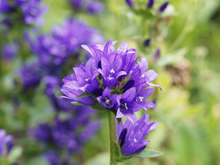 Campanules aglomérées ou Campanula glomerata à fleurs décoratives bleu lavande sur tiges dressées