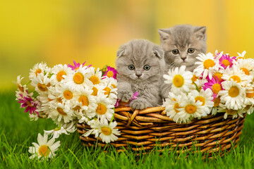 Fototapeta na wymiar Two small gray kittens sitting in a wicker basket with a huge bouquet of daisies on the green grass
