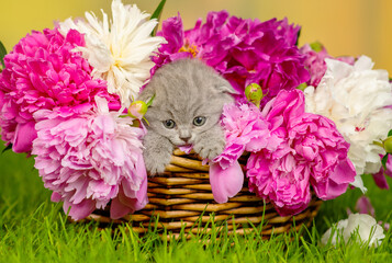 Small gray fold kitten with bright eyes sitting in a wicker basket with peonies on green grass