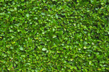 Fototapeta na wymiar A hedge of green, succulent leaves of a garden shrub. Forms a flat surface of the fence. Frontal view, texture, background. Copy space.