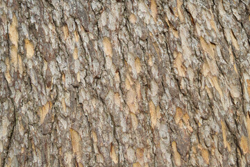 A close-up of the brown, rough, outer bark of a southern pine trunk. Textured surface. Texture, background.