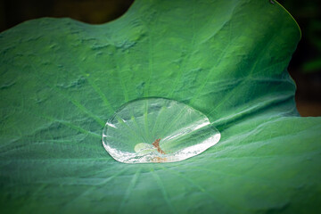 water droplets on lotus leaf after rain.	
