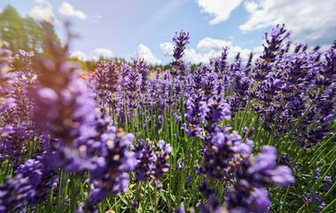 Lavender flowers on blue sky