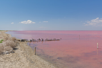 Pink Salt Lake Sasyk-Sivash in Crimea. Beautiful fairy-tale landscape with a lake and blue sky with...