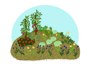 vector colored hand drawn illustration of permaculture hugelkultur with vegetables and flowers