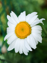 Obraz premium Chamomile flower, close-up. Chamomile or camomile is the common name for several daisy-like plants of the family Asteraceae.